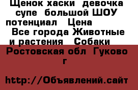 Щенок хаски, девочка супе, большой ШОУ потенциал › Цена ­ 50 000 - Все города Животные и растения » Собаки   . Ростовская обл.,Гуково г.